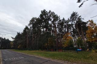 Ponad 12 tysięcy złotych na badania drzew w Lesznie. Wyspecjalizowana firma sprawdzi stan drzew w lasku przy Rejtana