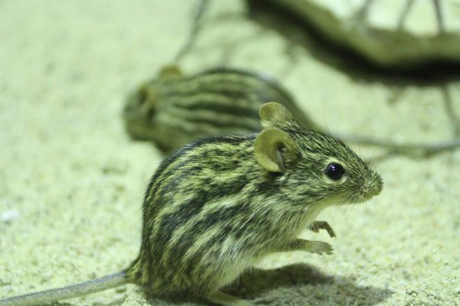 Zoo w Oliwie: Siedem myszek berberyjskich zamieszkało w lwiarni. Przyleciały na pokładzie samolotu z Frankfurtu