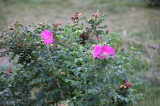 Początek jesieni w Parku Ludowym w Lublinie