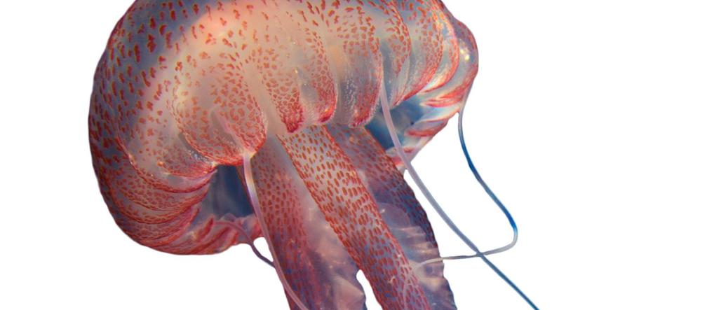 Meduzy mutanty atakują! Inwazja zniszczy nam wakacje? 