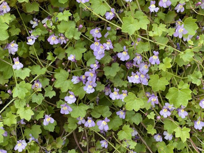 Cymbalaria bluszczykowata