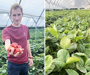 Ceny truskawek. Plantator rozwiewa wątpliwości. Wysyp potrwa jeszcze tydzień