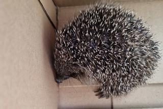 Straż Miejska w Bydgoszczy