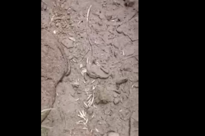 Śnięte ryby w potoku w Bieszczadach. Te filmy szokują  