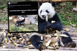 Panda zaatakowała opiekunkę w zoo! Przerażające wideo