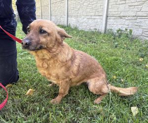 Tak dużo kotów dawno tam nie było. Schronisko w Henrykowie koło Leszna zaprasza na dni otwarte