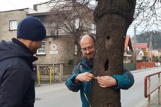 Chcą uratować drzewa na Zabłociu