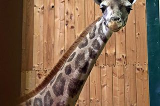 Nowa żyrafa w gdańskim ZOO