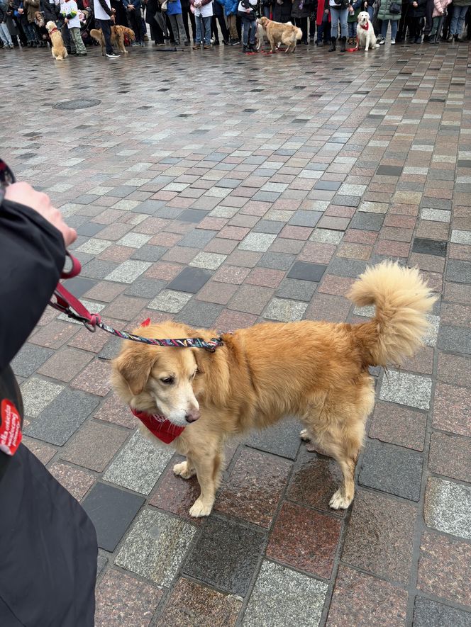 Golden Retriever WOŚP w Poznaniu