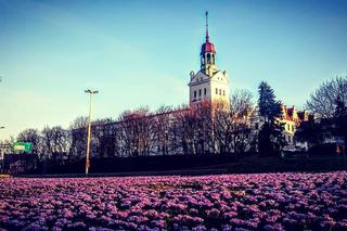 Pełnia wiosny w centrum Szczecina [ZDJĘCIE DNIA]