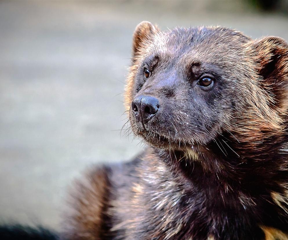 Zoo w Chorzowie szuka imion dla młodych rosomaków. Fani Marvela nie mają czego szukać