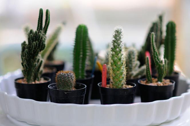 Jak dbać o kaktusa? Jak opiekować się kaktusem w domu?