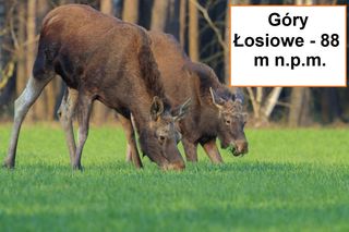 Góry Łosiowe