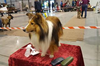 EXPO SILESIA DOG SHOW 2017