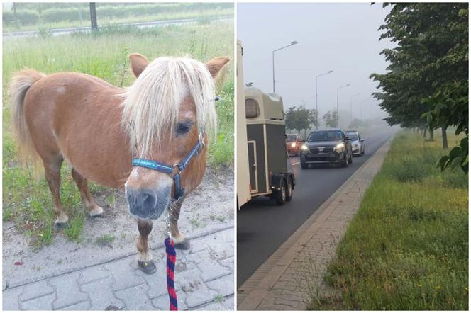 Po ulicach Szczecina biegał... kucyk! Policjantka ruszyła w pościg 