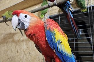 Park Papug w Krajnie