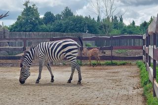 W zamojskim ZOO urodziła się malutka zebra. Jest bardzo żywiołowa! Zobacz zdjęcia