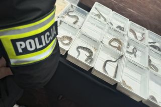 Chcieli nielegalnie sprzedać zwierzęta egzotyczne, przeszkodziła im w tym policja. Mogą usłyszeć zarzuty