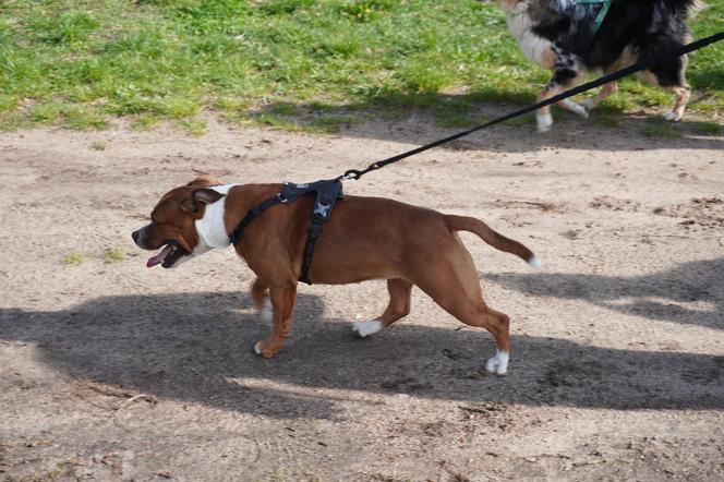 Dogtrekking w Poznaniu