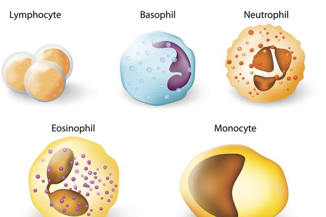 Leukocyty (krwinki białe) – budowa, funkcje i podział