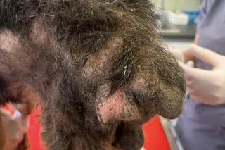 Bieszczadzki pies Teo walczy o zdrowie