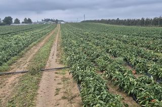 Rolnik rozdają paprykę za darmo! Ceny na skupie to dramat