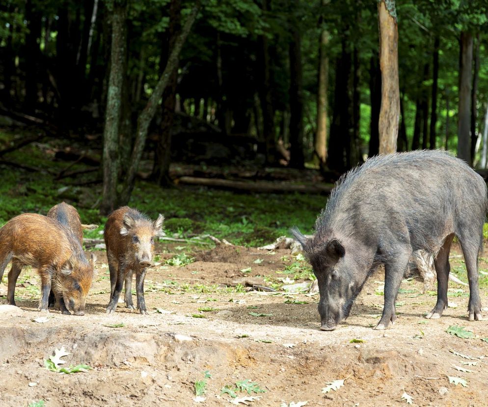 Masowy odstrzał dzików w Warszawie. Klamka zapadła, zginą setki