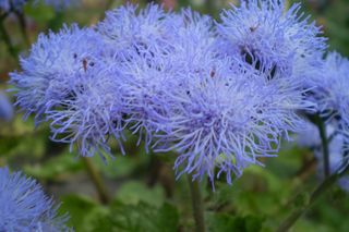 Pelargonie to już przeżytek. Teraz te kwiatki królują na balkonach 