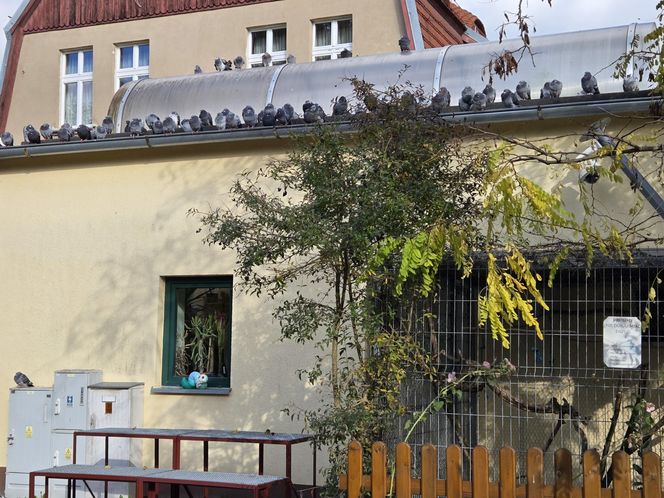 Jesień w Ogrodzie Botanicznym UKW. To ostatnia szansa na spacer wśród złotych liści!