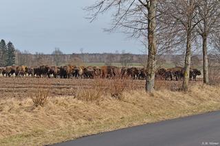 Wielkie stado żubrów zablokowało drogę z Krynek do Sokółki. Kierowcy ledwo policzyli liczbę sztuk! 