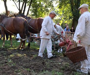 W skansenie w Lublinie pokazali, jak dawniej wyglądały wykopki kartoflane