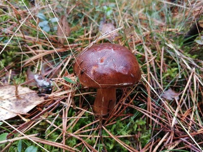 Grzyby, grzybobranie w okolicach Siedlec