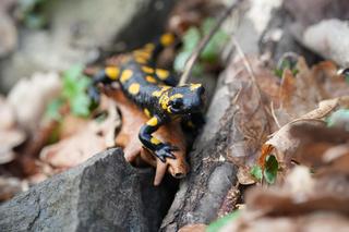  Salamandry plamiste budzą się do życia w Karkonoszach. To najładniejszy polski płaz!