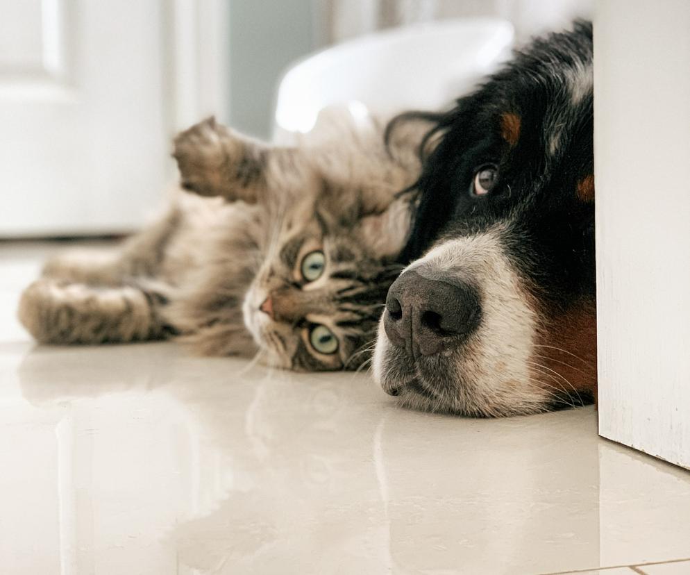 Posiadanie psa lub kota źle wpływa na odpoczynek