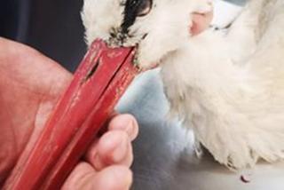 Operacja bociana Zuzi w Przemyślu