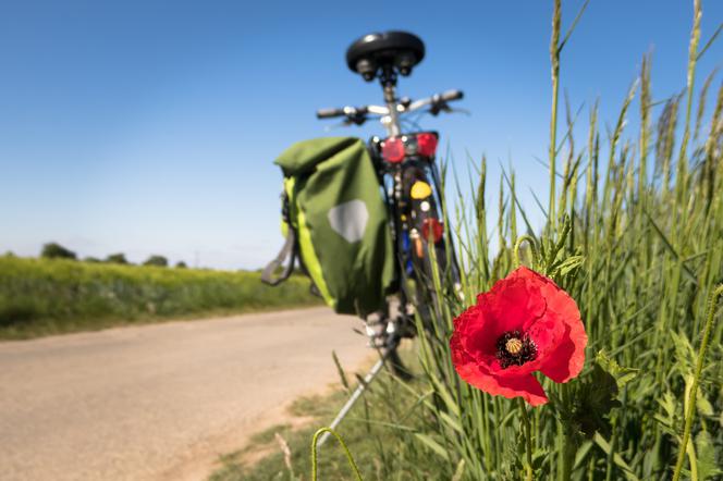 rower mak w polu rowerowa wycieczka - pixabay