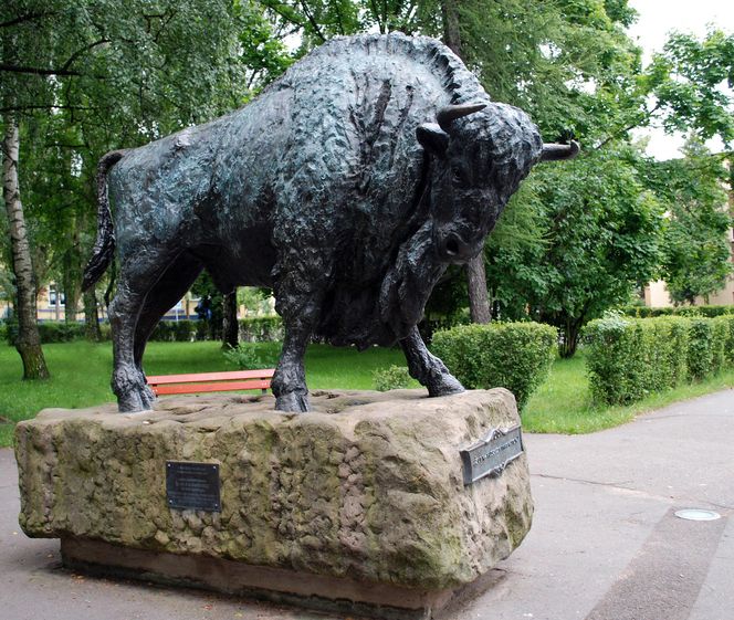 Hajnówka - Brama Puszczy Białowieskiej