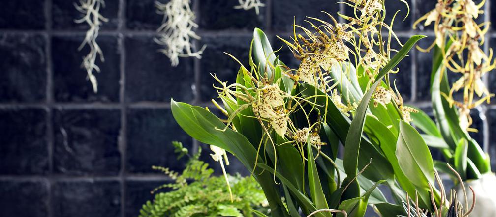 Brassia