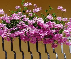 Mieszkańcy miasta mogą pochwalić się swoimi ogrodami i balkonami