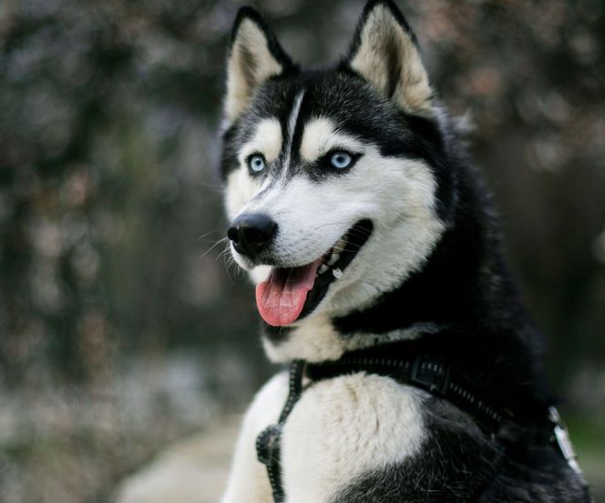 Syberyjski Husky