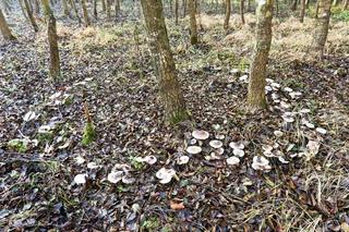 Czarcie kręgi w lesie pod Gorzowem