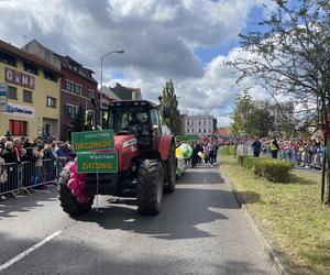 Korowód Winobraniowy 2024 w Zielonej Górze