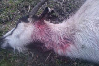 ŻYWEJ SZOPKI NIE BĘDZIE - ZEŻARŁY JĄ SZATAŃSKIE OGARY.