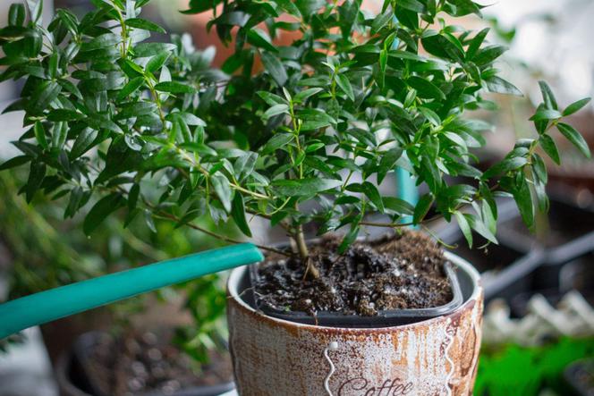 Dlaczego liście mirtu się zwinęły? Zapytaliśmy eksperta