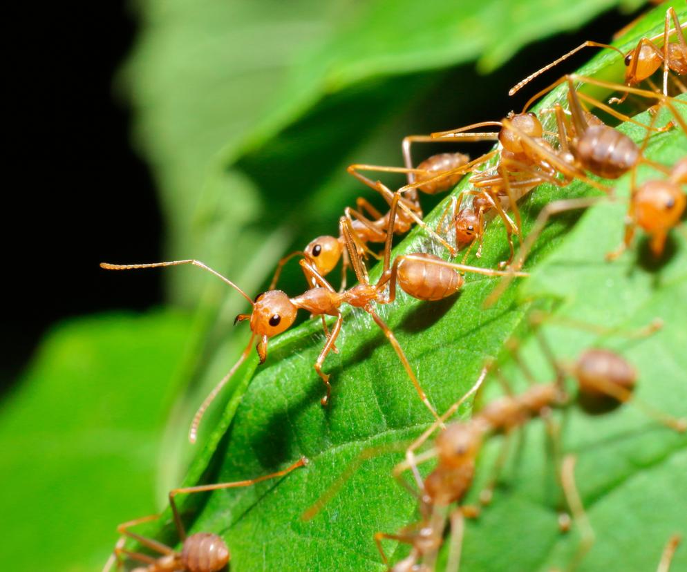 Sposób na mrówki w ogrodzie