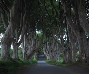 The Dark Hedges w Irlandii Północnej 