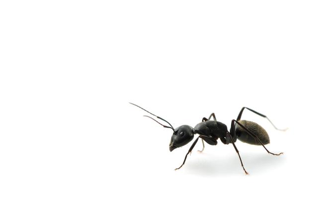 Gdy ukąsi cię mrówka…