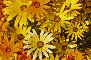 Dimorfoteka zatokowa