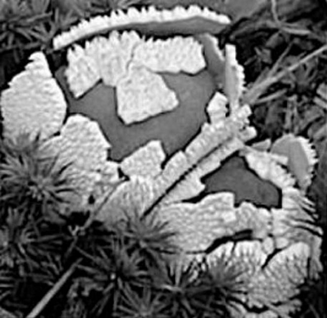 Kosmiczne grzyby na Marsie! Szokujące odkrycie naukowców