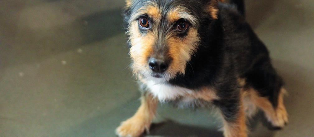 Chorzów: Psie sucharki wsparły bezdomne zwierzaki! [GALERIA]